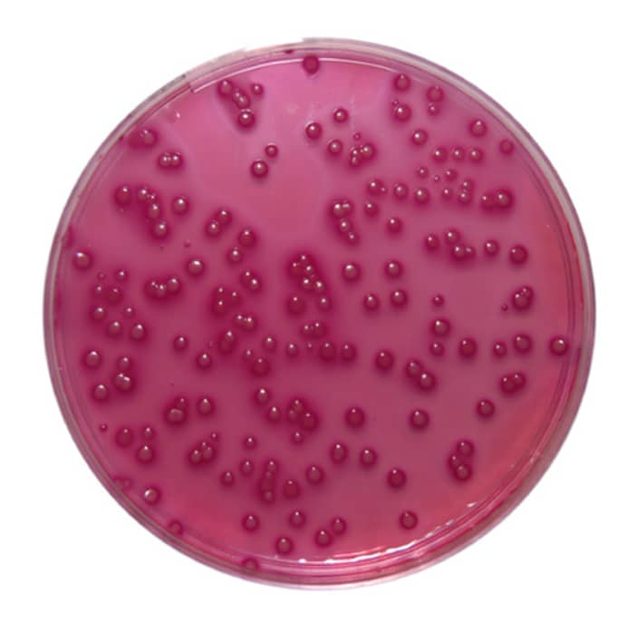 Violet Red Bile Glucose Agar