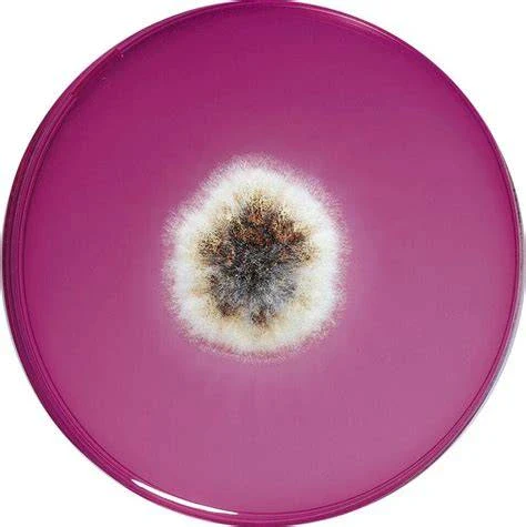 7 Cara Menggunakan Rose Bengal Agar yang Benar 1 Rose Bengal Agar