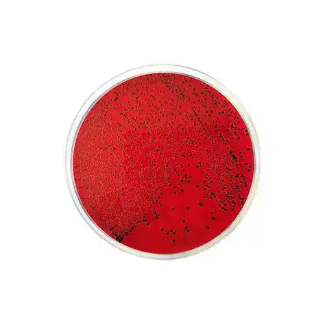 Xylose Lysine Desoxycholate Agar