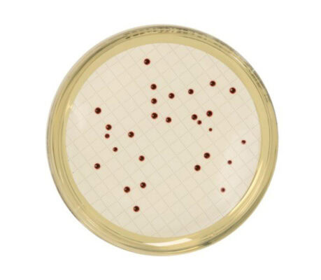 Slanetz Bartley Agar