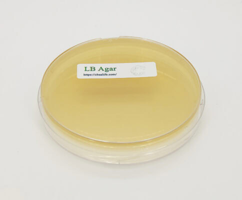 LB Agar