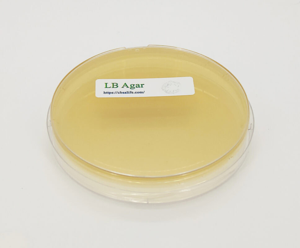 Cara Menggunakan LB Agar: 7 Langkah Mudah & Lengkap 1 LB Agar
