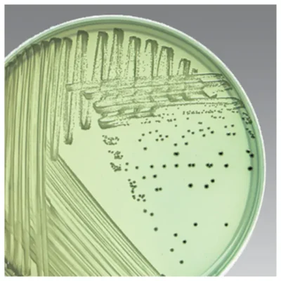 Bismuth Sulfite Agar