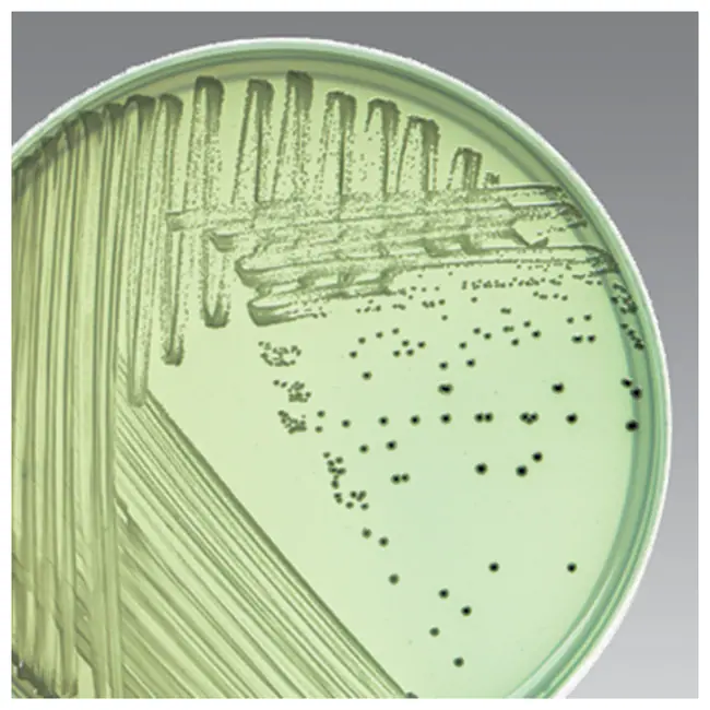 Komposisi Bismuth Sulfite Agar: Panduan Lengkap 2024 1 Bismuth Sulfite Agar