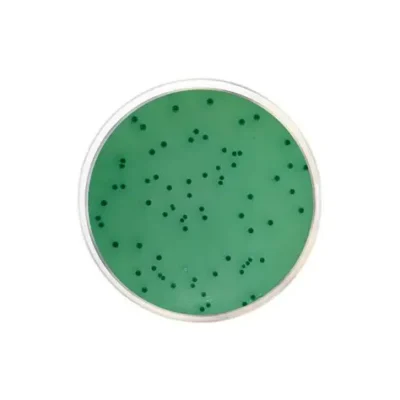 cara menggunakan Bismuth Sulfite Agar
