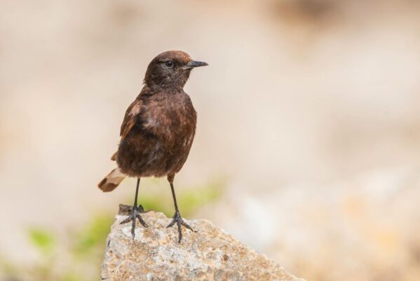 Black wheatear bird standing on a rock in Mila Province, demonstrating wildlife in its natural habitat.