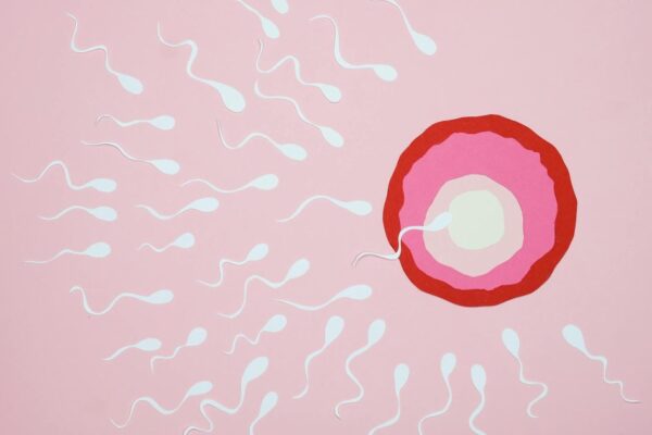 Illustration of sperm reaching an egg with a pink background, symbolizing fertilization.