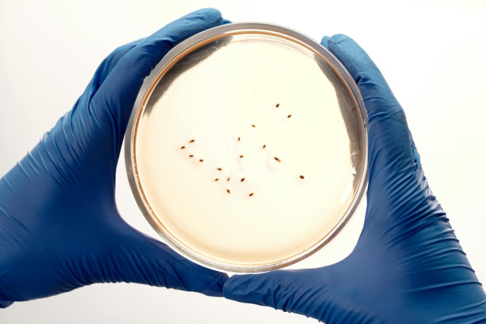 Kegunaan Cooked Meat Medium Base: Panduan Lengkap 1 Blue-gloved hands hold a petri dish with bacterial colonies, showcasing a microbiology lab setting.