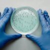 A gloved scientist examines bacterial culture in a petri dish for research purposes.