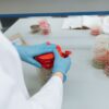 Scientist with gloves handling Petri dishes in a laboratory setting, emphasizing research.