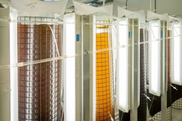 Industrial fermentation tanks with vibrant liquid colors in a laboratory setting.