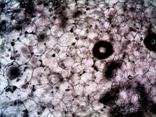 Microscopic image showcasing the intricate structure and texture of plant cells.