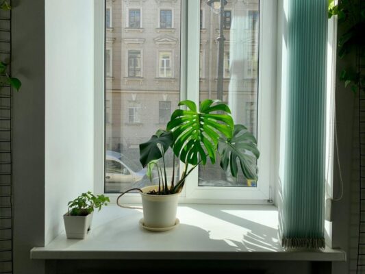 A vibrant monstera plant in sunlight, sitting on an indoor window sill with an exterior view.
