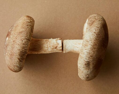 From above composition of small soft brown raw edible mushrooms on brown background