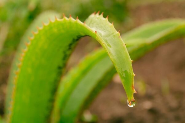 Close-up of an Aloe Vera leaf with a water droplet, capturing nature's beauty in Tanzania.