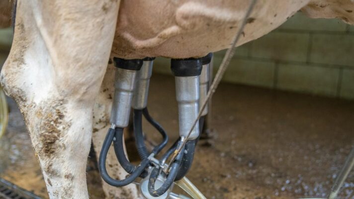 Close-up of automated milking machine on a cow in a dairy farm setting.