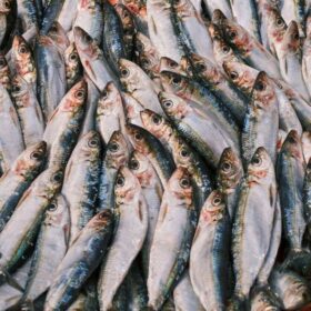 Aktor X Men Tyler Mane Idap Kanker: 7 Fakta Penting Pria Wajib Tahu 2 Pakar UGM Ungkap Ikan Punya Protein Tinggi: 7 Fakta Penting
