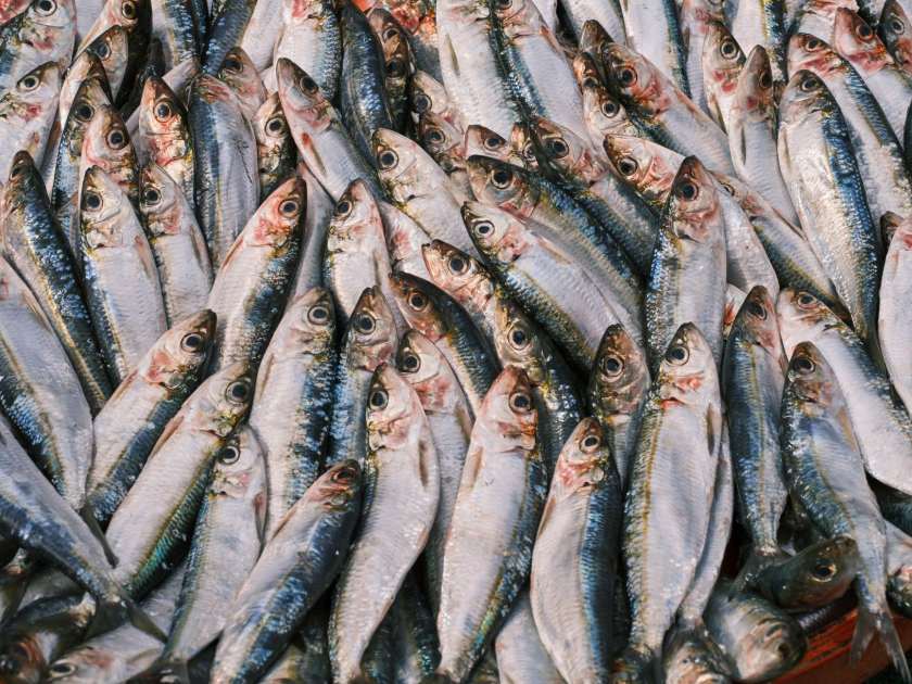 Pakar UGM Ungkap Ikan Punya Protein Tinggi: 7 Fakta Penting 1 A detailed close-up of fresh sardines displayed at a market, highlighting the texture and shine.
