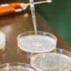 Close-up of pipette adding liquid to petri dishes in a laboratory setting.
