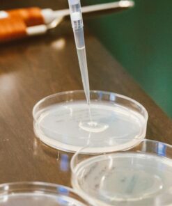 Close-up of pipette adding liquid to petri dishes in a laboratory setting.