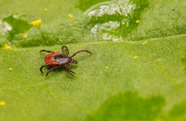 Close-up of a castor bean tick on a green leaf, highlighting its detail and vivid colors.