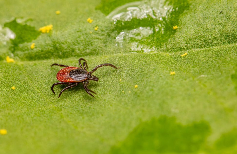 Close-up of a castor bean tick on a green leaf, highlighting its detail and vivid colors.