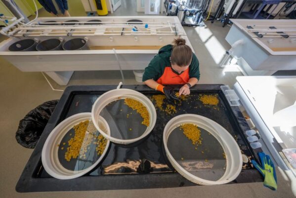 A woman sifting grain using sieves in an industrial laboratory environment.