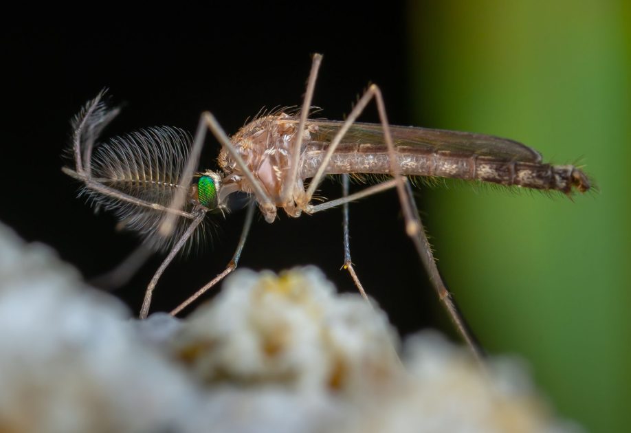 CDC AS Wanti-Wanti Virus Zika: 7 Langkah Pencegahan Lengkap 1 Detailed macro image of a mosquito showing fine details and vibrant colors.