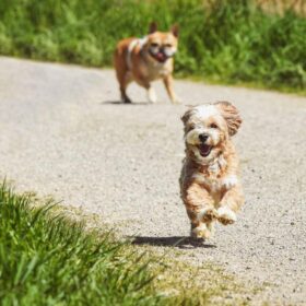 Jogging Bareng Anabul Jadi Momen: 7 Manfaat & Tips Kesehatan
