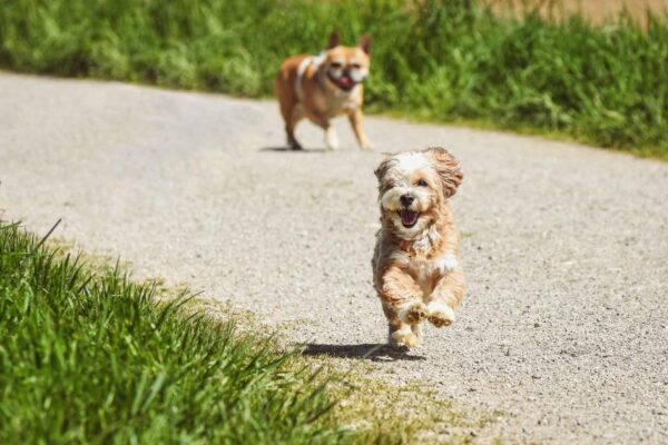 Two playful dogs running down a sunny gravel path surrounded by green grass.