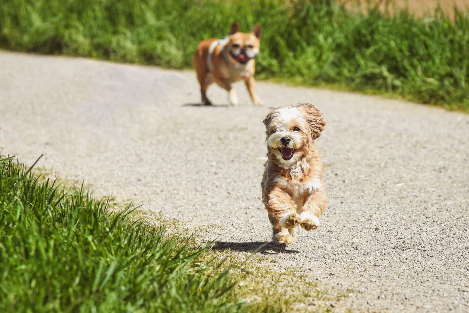 Two playful dogs running down a sunny gravel path surrounded by green grass.