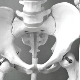 L4 L5 hingga L5 S1: Panduan Lengkap Bagian Tulang Belakang Rawan Saraf Kejepit