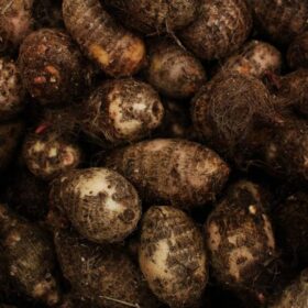 HiFruit Baru: 7 Cara Menikmati Sensasi Buah Segar & Sehat 5 Olahan Kimpul Pakar Unair Singgung: 7 Manfaat Kesehatan Terbukti