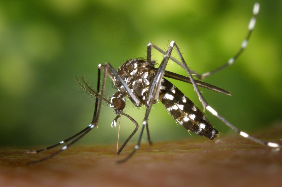 Musim Hujan Datang? 9 Strategi Cegah Demam Berdarah & DBD 1 Detailed macro capture of Aedes albopictus mosquito on human skin.