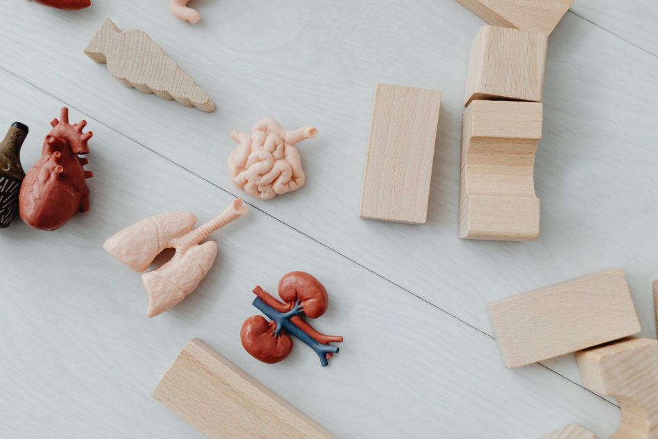 Satu Anak Keracunan MBG Dirawat: 7 Langkah Pencegahan & Penanganan 1 Close-up of educational anatomy toys and wooden blocks for children's learning.