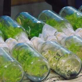 Tissue Culture Chamber CU 22L: Panduan CO2 Monitoring Otomatis 2025