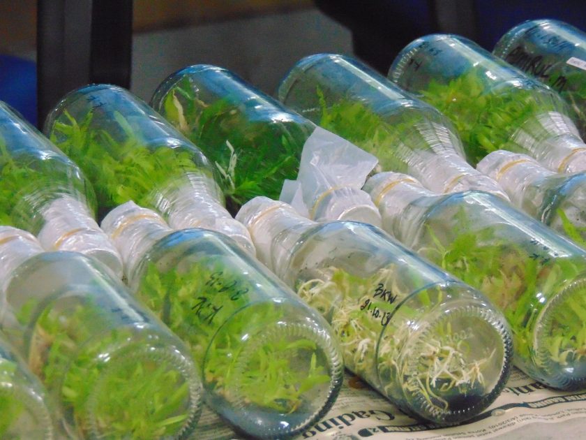 Tissue Culture Chamber CU 22L: Panduan CO2 Monitoring Otomatis 2025 1 Tissue culture plants in glass bottles, showcasing laboratory methods in botany.
