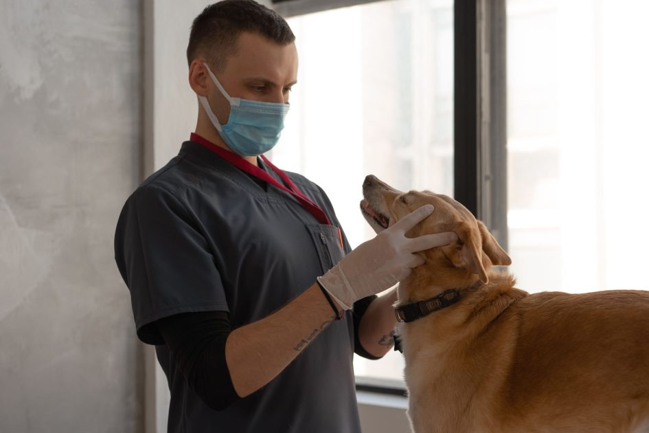 Laxative Abuse Berujung Usus Motif: 7 Bahaya & Pencegahan 2024 1 A veterinarian wearing a mask examines a dog indoors, focusing on patient care.